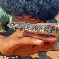 Baja California Coachwhip