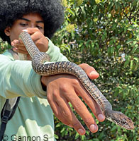 Baja California Coachwhip