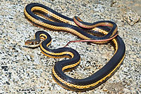 California Striped Racer