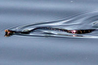 Southern Watersnake