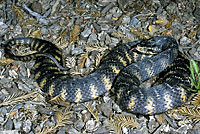 Southern Watersnake