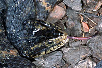 Southern Watersnake