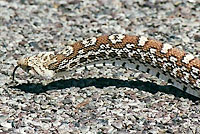 Sonoran Gopher Snake