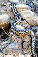 San Diego Gopher Snake