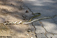 Kingsnake Eating Gopher Snake