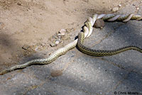Kingsnake Eating Gopher Snake