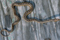 San Diego Gopher Snake