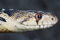 San Diego Gopher Snake