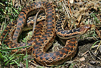 Snake Species in California: Discovering the Rich Diversity of Reptilian Wildlife