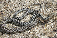 San Diego Gophersnake