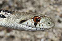 San Diego Gopher Snake