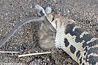 Great Basin Gophersnake eats kangaroo rat