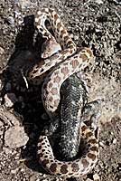 Pacific Gophersnake eating a Western Fence Lizard