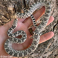 Great Basin Gopher Snake