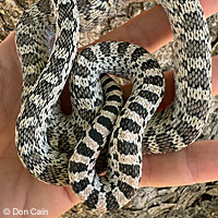 Great Basin Gopher Snake