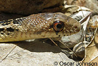 Santa Cruz Island Gopher Snake