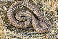 Pacific Gopher Snake