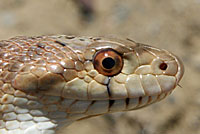 Pacific Gopher Snake