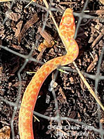 Albino Gopher Snake