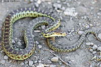 Pacific Gopher Snake