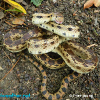Pacific Gopher Snake