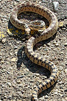 Great Basin Gopher Snake