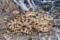 Great Basin Gopher Snake