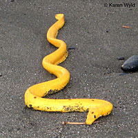 Yellow-bellied seasnake