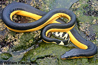 Yellow-bellied seasnake