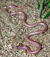 Desert Threadsnake