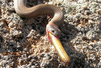 Ring-necked Snakes use a mild venom to subdue their prey which include snakes and lizards. This snake from San Diego County regurgitated a California Legless Lizard that it had recently eaten. © Donald Schultz 