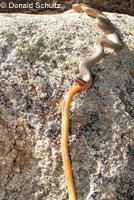 Ring-necked Snakes use a mild venom to subdue their prey which include snakes and lizards. This snake from San Diego County regurgitated a California Legless Lizard that it had recently eaten. © Donald Schultz 