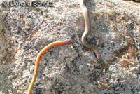 ring-necked snake eating legless lizard