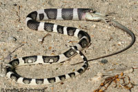 A Long-nosed Snake eating a Great Basin Whiptail  © Lynette Schimming.