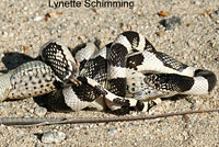 A Long-nosed Snake eating a Great Basin Whiptail  © Lynette Schimming.