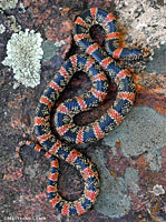 Long-nosed Snake 