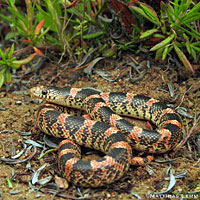 Long-nosed Snake 