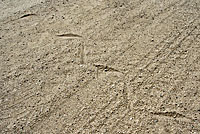 Desert Patch-nosed Snake tracks