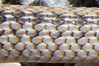 Desert Patch-nosed Snake