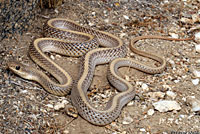 Desert Patch-nosed Snake