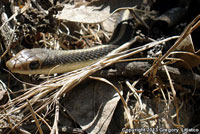 Coast Patch-nosed Snake