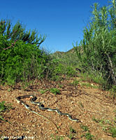 Coast Patch-nosed Snake