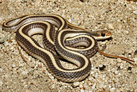 Coast Patch-nosed Snake