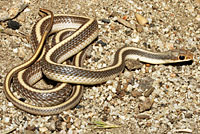 Coast Patch-nosed Snake