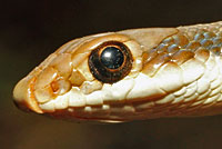 Coast Patch-nosed Snake