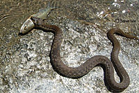 Two-striped Gartersnake