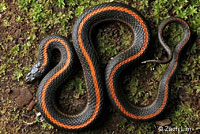 Santa Cruz Gartersnake