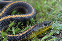 Santa Cruz Gartersnake