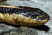 Diablo Range Gartersnake