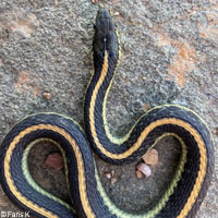 Diablo Range Gartersnake